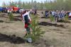 Полмиллиона деревьев высадит РУСАЛ в Иркутской области