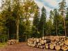 Семеро жителей ближнего зарубежья подозреваются в незаконной рубке леса в Приангарье на 2 млн руб.