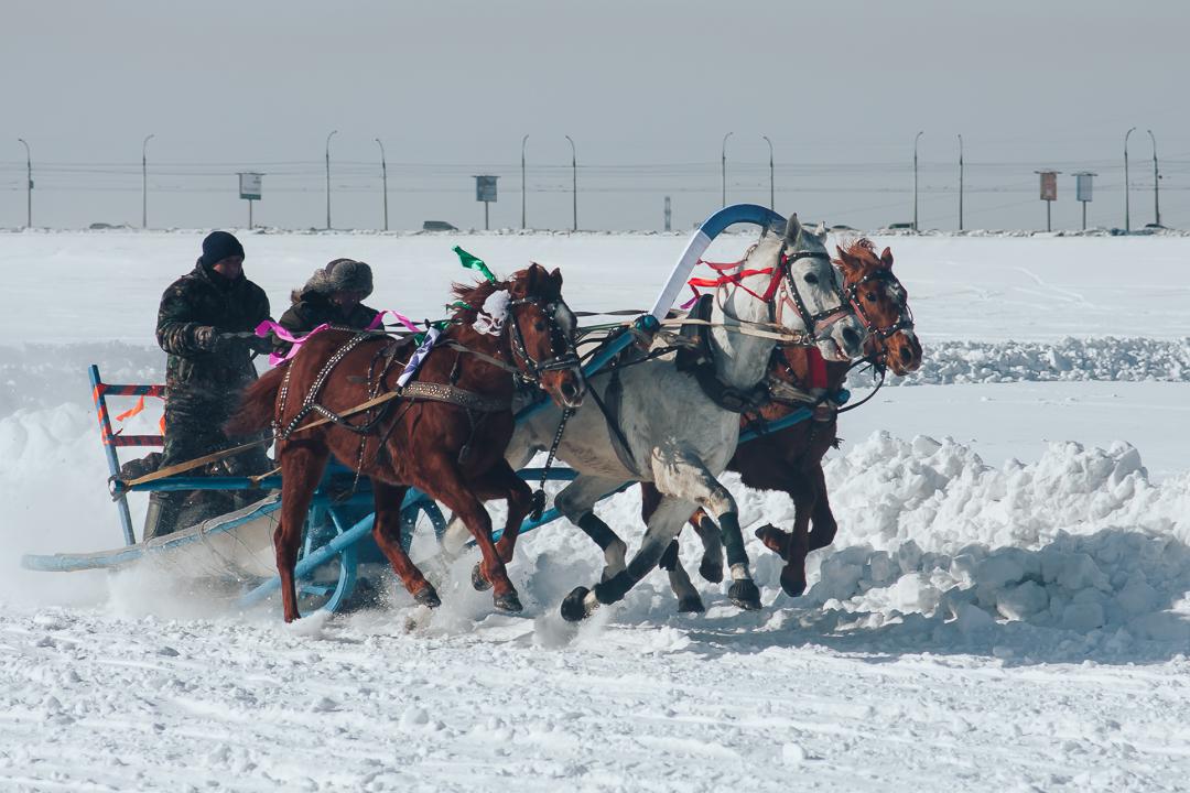 Продажа лошадей иркутский. Тройка на льду. Лошади в Иркутской области. Тройка Иркутск. Бумеранг тройка.