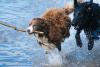 Аукцион на отлов бродячих собак в Иркутске признали несостоявшимся