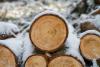СК возбудил уголовное дело из-за незаконной рубки леса в Слюдянском лесничестве на 51 млн рублей