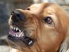 Администрацию Братского района оштрафовали на 70 тысяч рублей за нападения собак на трех детей