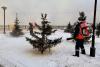 В Иркутске 1200 хвойных деревьев обработают для предотвращения вырубки