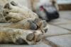 Подозреваемая в жестоком обращении с животными иркутская фирма начала отлов зверей в Чите