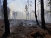 Впервые в Иркутской области бороться с лесными пожарами будут арендаторы лесных участков