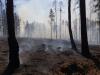 Девять лесных пожаров погасили в Иркутской области
