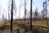 Число пожаров в Иркутской области снизилось до пятилетнего минимума