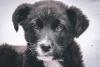 Контракт на отлов собак в Иркутске заключили с фирмой, причастной к жестокому обращению с животными