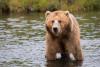 Первый выход медведя к людям зарегистрировали в Иркутской области