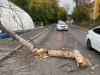 Деревья рухнули на машины, а сады, школа и 108 домов остались без света в Иркутске из-за ветра до 22 м/с