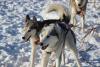 Многодневные гонки на собачьих упряжках стартовали в Иркутской области