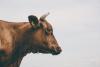 Выросло число районов в Иркутской области, где выявлена опасная болезнь скота