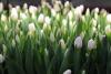 Более миллиона тюльпанов планируют вырастить в Иркутске в 2024 году
