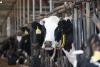 Собственники скота из Иркутской области получают компенсации за изъятый скот с узелковым дерматитом