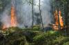 Лесные пожары вспыхнули рядом с санаторием и у санной трассы в Братске