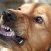 <p>����:&nbsp;https://pixabay.com/photos/dog-angry-dog-aggressive-snappy-329280/</p>
